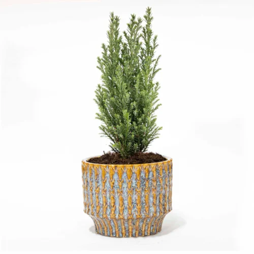 Mini Christmas Tree - Picea Glauca Perfecta - 25-30 Cm 5 Mini Christmas Tree - Picea Glauca Perfecta - 25-30 Cm -Plant Haven Home 15348 christmas tree pm8 9c52fcf0 7bb2 4ff7 af23 a6b3ad97961b