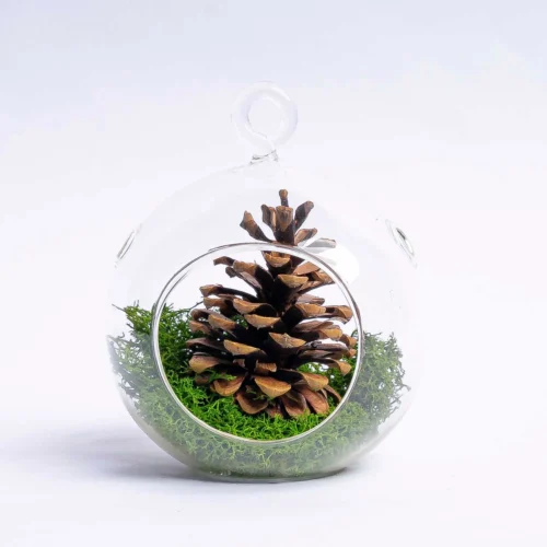 Glass Christmas Ball - Airplant And Reindeer Moss -Plant Haven Home 19811 glas kerstbal helder mos dennenappel 0a1917d4 bcc0 47ed 9e13 4f1237e63cd6