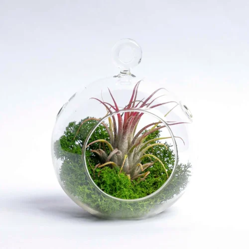 Glass Christmas Ball - Airplant And Reindeer Moss -Plant Haven Home 19811 kerstbal glas mos airplant