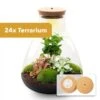 24x Terrarium - Sam Coffea With Light - Sustainable Business Gift - ↑ 30 Cm - DIY