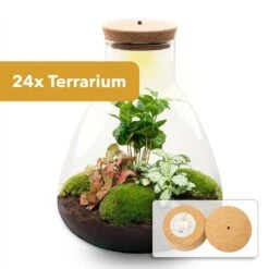 24x Terrarium - Sam Coffea With Light - Sustainable Business Gift - ↑ 30 Cm - DIY