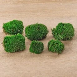 Live Cushion Moss - Premium Fresh Moss - Bun Moss - Pillow Moss - Leucobryum Glaucum -Plant Haven Home 2bags Leucobryum glaucum moss cushion ball bun