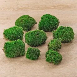 Live Cushion Moss - Premium Fresh Moss - Bun Moss - Pillow Moss - Leucobryum Glaucum -Plant Haven Home 3bags Leucobryum glaucum moss cushion ball bun