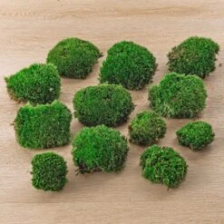 Live Cushion Moss - Premium Fresh Moss - Bun Moss - Pillow Moss - Leucobryum Glaucum -Plant Haven Home 4bags Leucobryum glaucum moss cushion ball bun
