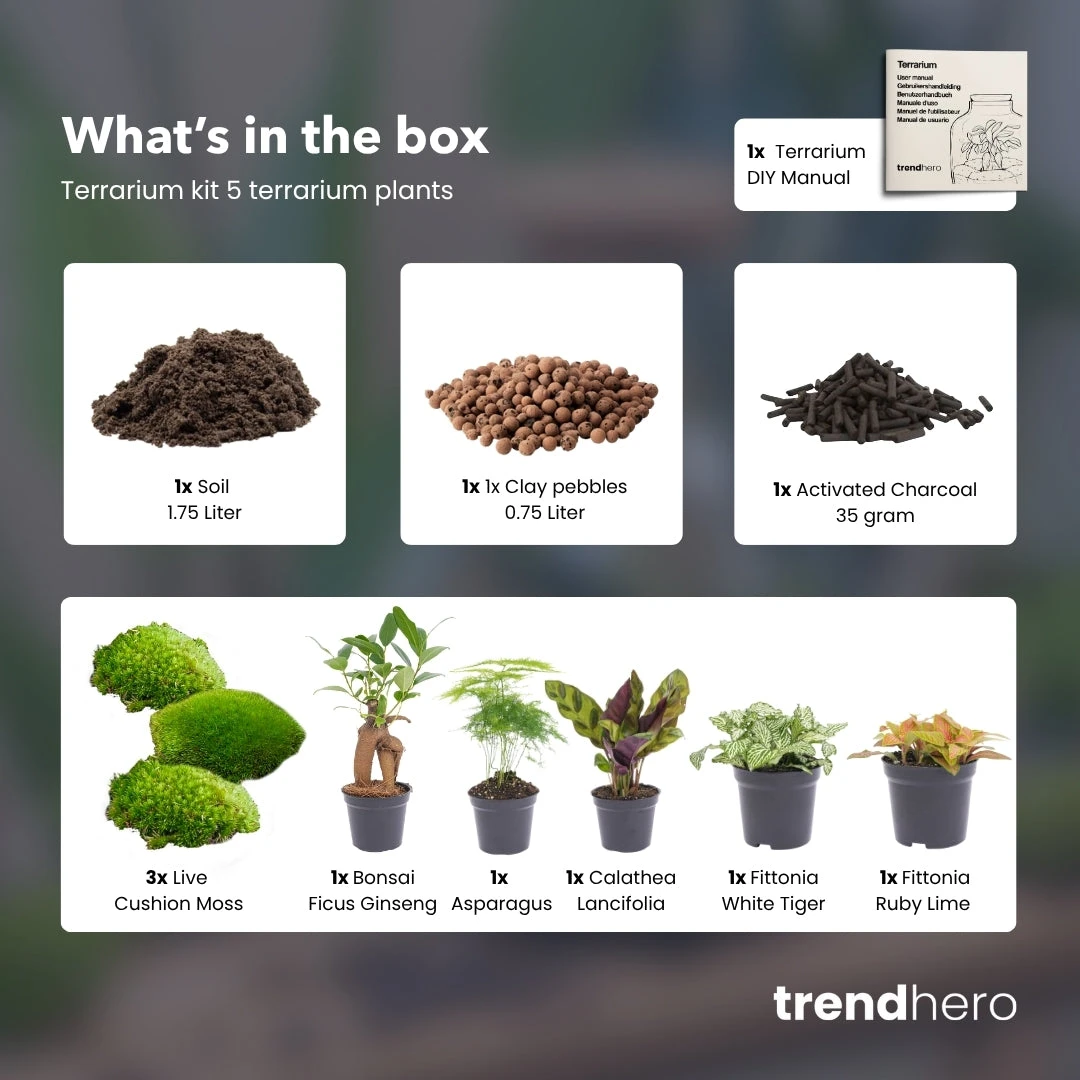 5 Terrarium Plants - Plant Terrarium Refill & Starter Kit - 5 Terrarium Plants - DIY 2 5 Terrarium Plants - Plant Terrarium Refill & Starter Kit - 5 Terrarium Plants - DIY - Image 2