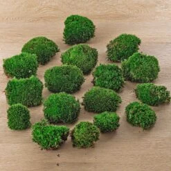Live Cushion Moss - Premium Fresh Moss - Bun Moss - Pillow Moss - Leucobryum Glaucum -Plant Haven Home 5bags Leucobryum glaucum moss cushion ball bun