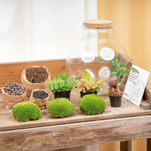 Bolder Bob Bonsai - Terrarium With Light - Bottle Garden DIY Kit - Ø 31 Cm ↑ 30 Cm 9 Bolder Bob Bonsai - Terrarium With Light - Bottle Garden DIY Kit - Ø 31 Cm ↑ 30 Cm -Plant Haven Home BONSAI terrarium kit flaschengarten trendhero DSC03688