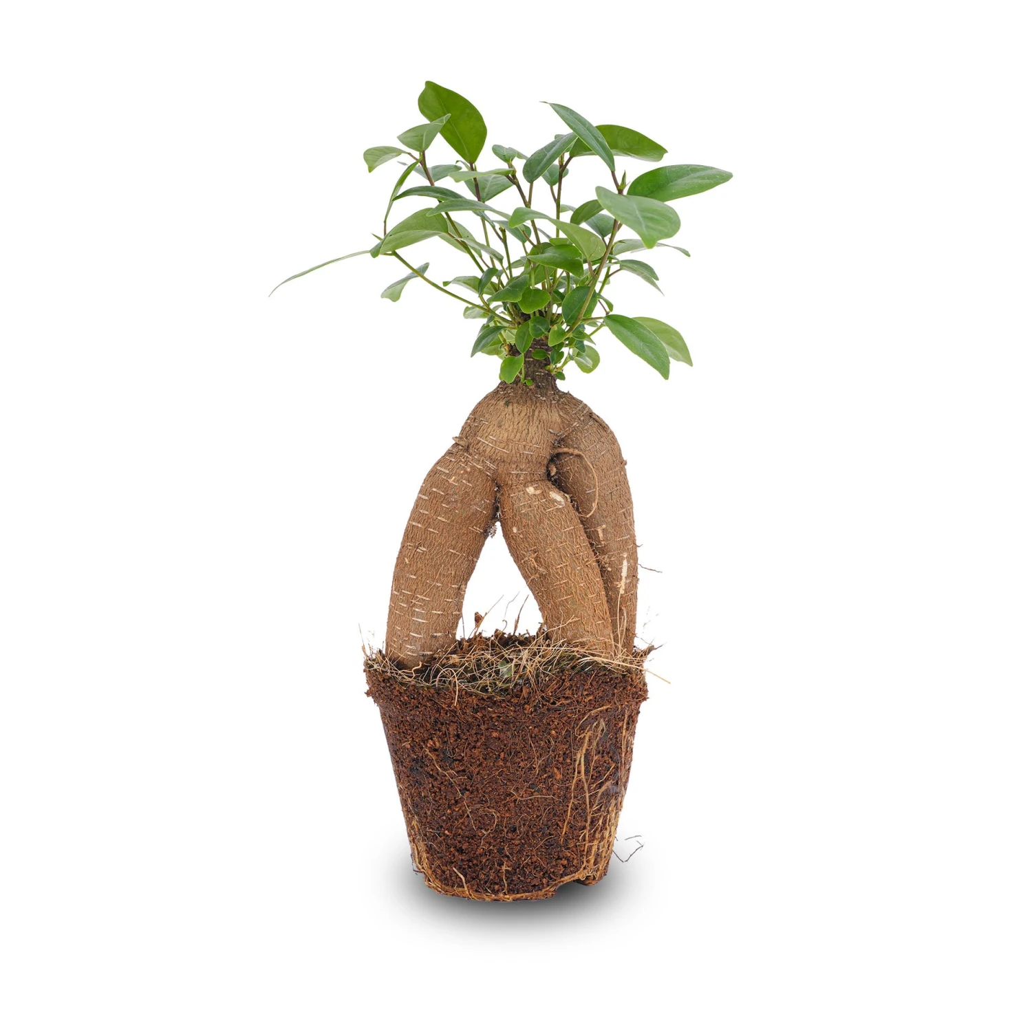 Ficus Microcarpa Ginseng Bonsai - ↑20 Cm 1 Ficus Microcarpa Ginseng Bonsai - ↑20 Cm