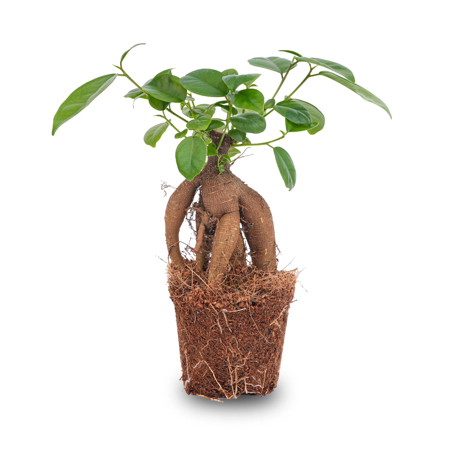 Ficus Microcarpa Ginseng Bonsai - ↑20 Cm 5 Ficus Microcarpa Ginseng Bonsai - ↑20 Cm - Image 5