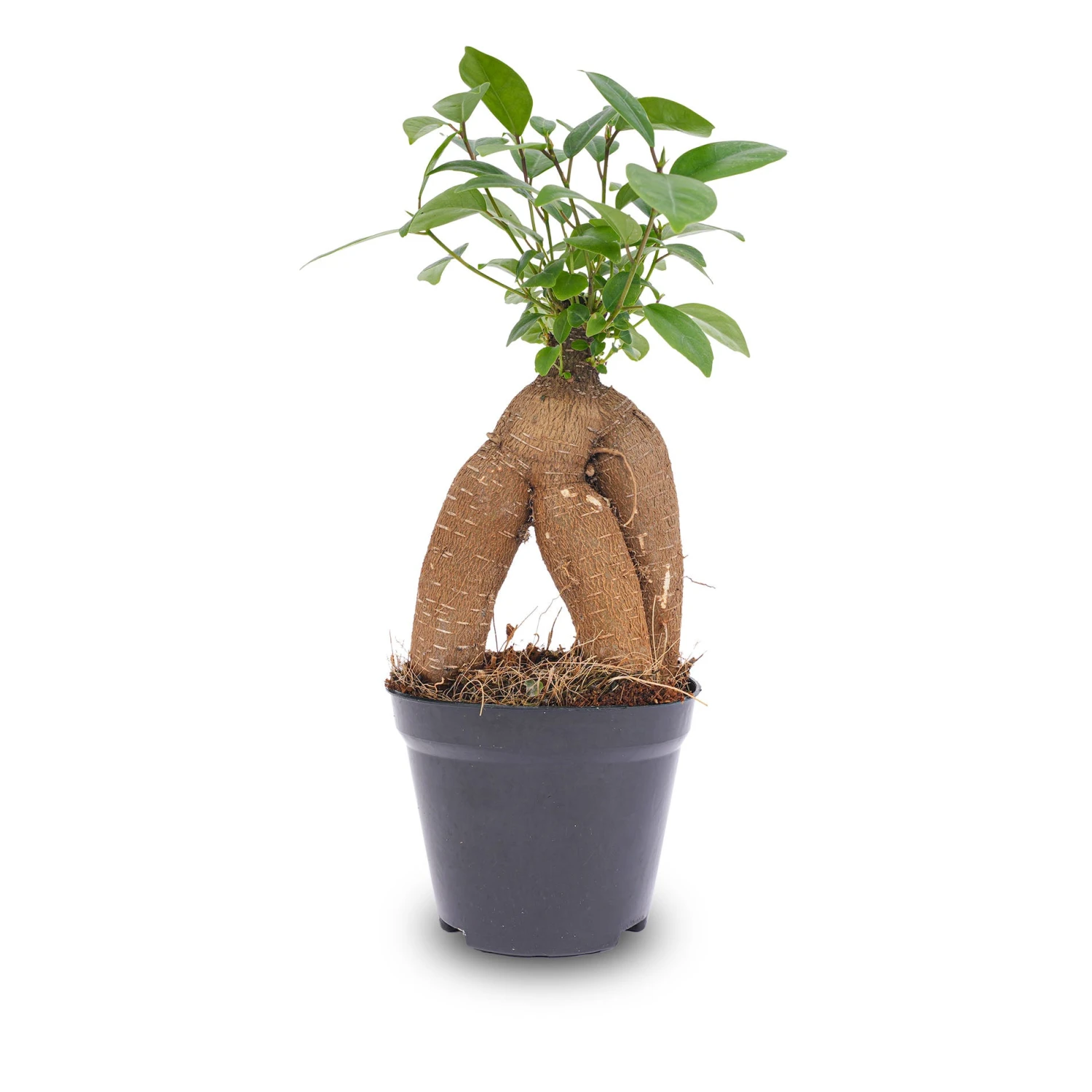 Ficus Microcarpa Ginseng Bonsai - ↑20 Cm 4 Ficus Microcarpa Ginseng Bonsai - ↑20 Cm - Image 4