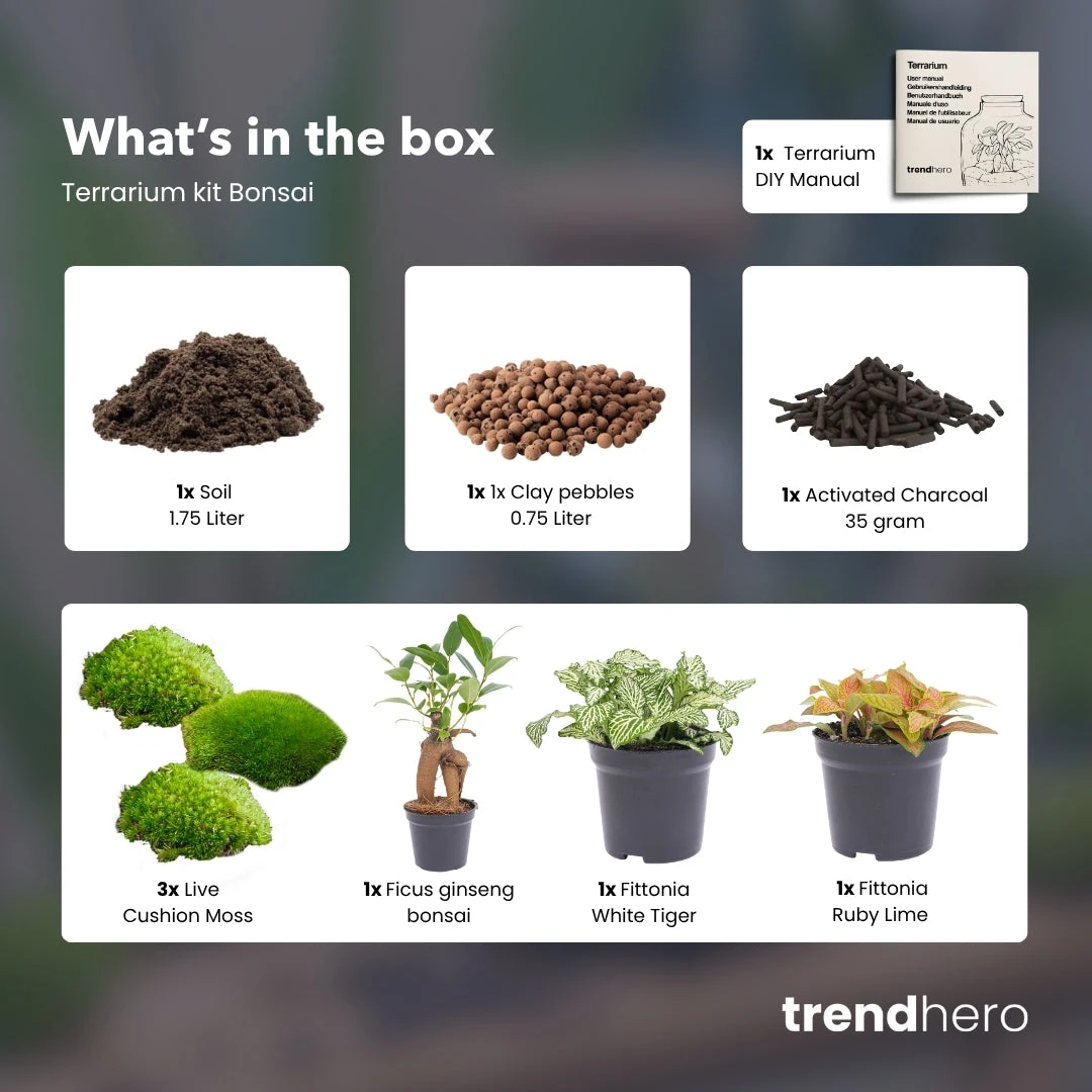 Bonsai Ficus Ginseng - Plant Terrarium Refill & Starter Kit - 3 Terrarium Plants - DIY 2 Bonsai Ficus Ginseng - Plant Terrarium Refill & Starter Kit - 3 Terrarium Plants - DIY - Image 2
