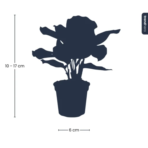 Calathea Makoyana - Peacock Plant - Terrarium Plant -Plant Haven Home Calathea Makoyana pm6 plant trendhero