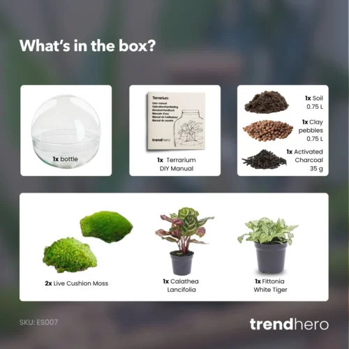 Dome - Two-part Round Glass Terrarium - Bottle Garden DIY Kit - Ø 20 Cm ↑ 20 Cm -Plant Haven Home Dome green terrarium diy bottle garden