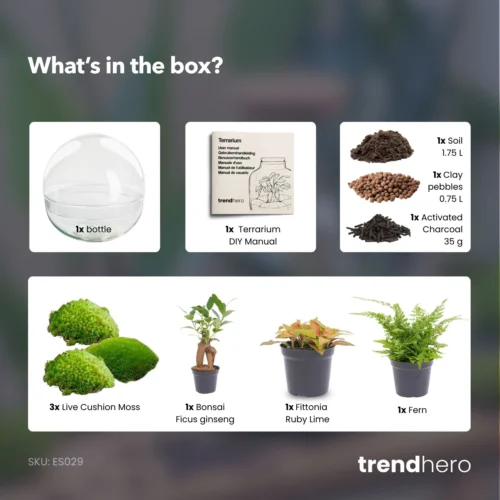 Dome XL Bonsai - Two-part Round Glass Terrarium - Bottle Garden DIY Kit - Ø 28 Cm ↑ 28 Cm -Plant Haven Home Dome xl bonsai terrarium diy bottle garden