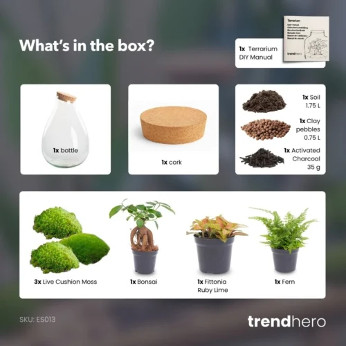 Drop XL Red - Terrarium With Cork - Bottle Garden DIY Kit – Ø 24 Cm ↑ 37 Cm 6 Drop XL Red - Terrarium With Cork - Bottle Garden DIY Kit – Ø 24 Cm ↑ 37 Cm -Plant Haven Home Drop XL Bonsai red terrarium diy bottle garden 95717320 ffce 4ef1 b7ff 441242f51cb5