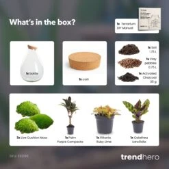 Drop XL Palm - Terrarium With Cork - Bottle Garden DIY Kit – Ø 24 Cm ↑ 37 Cm -Plant Haven Home Drop XL palm terrarium diy bottle garden 7f10f1b9 3ba5 481b 8fc5 8afd02891d1c