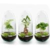 Egg - Terrarium - Two-part Glass Dome - Bottle Garden DIY Kit - Ø 12 Cm ↑ 25 Cm
