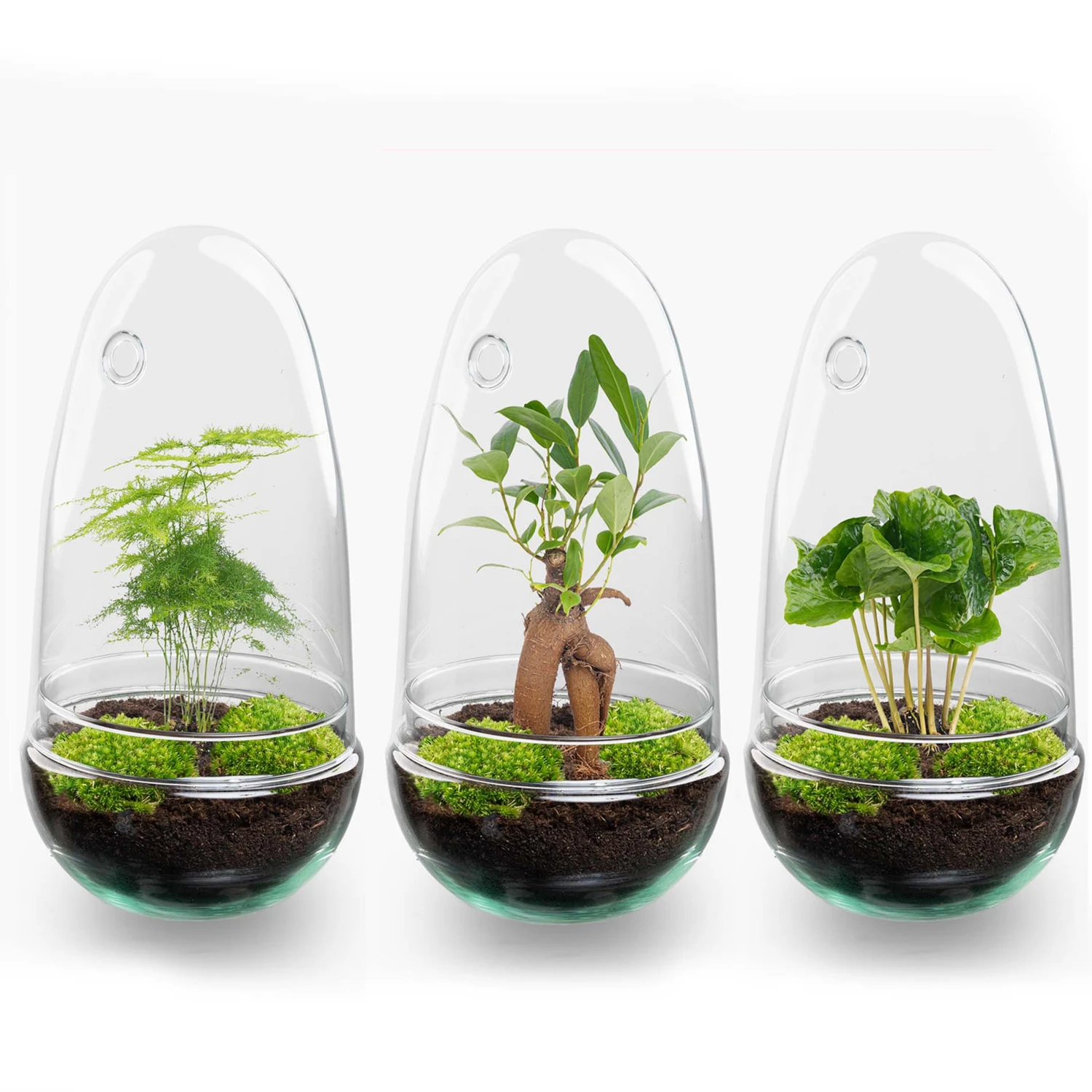 Egg - Terrarium - Two-part Glass Dome - Bottle Garden DIY Kit - Ø 12 Cm ↑ 25 Cm 1 Egg - Terrarium - Two-part Glass Dome - Bottle Garden DIY Kit - Ø 12 Cm ↑ 25 Cm