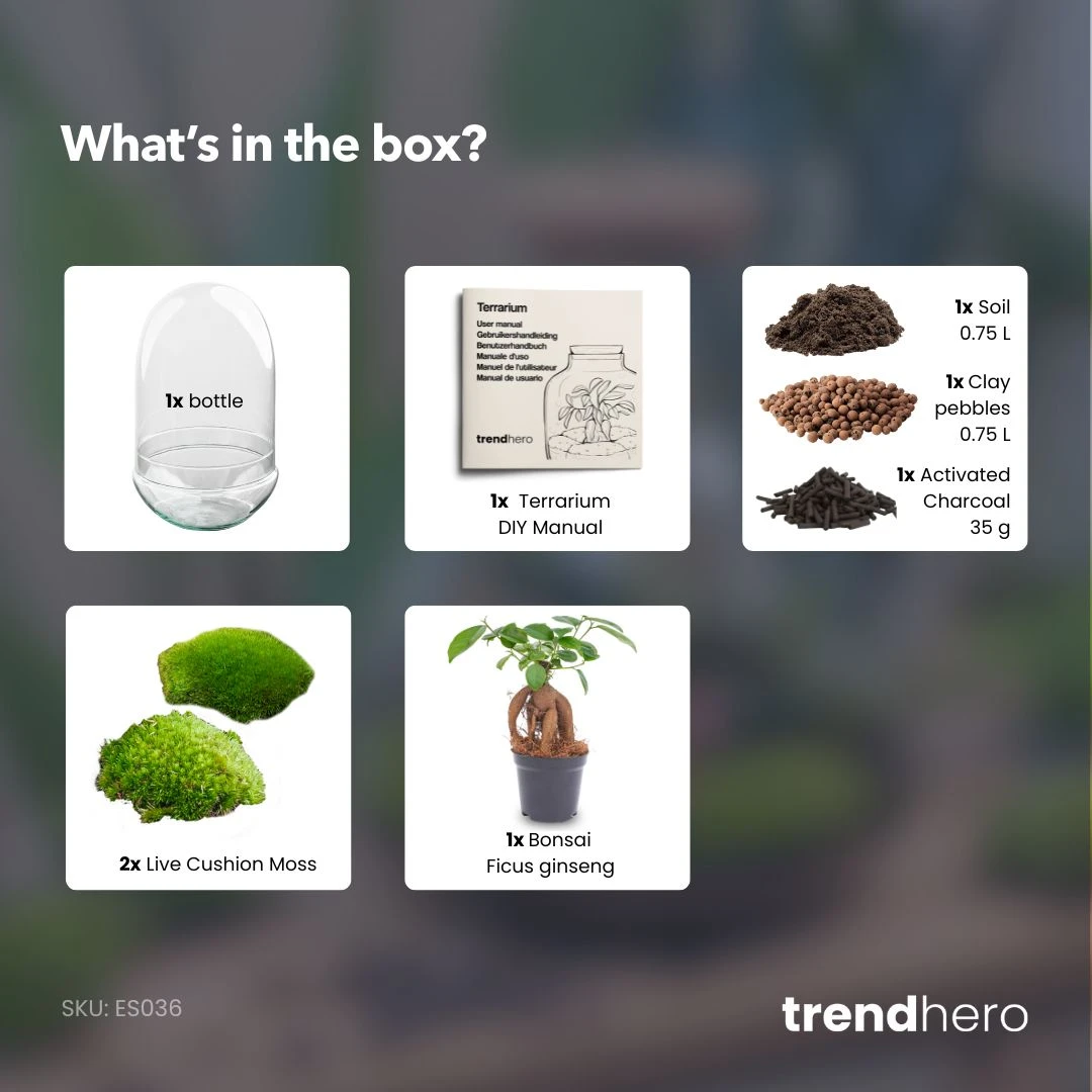 Egg XL Bonsai - Terrarium - Two-part Glass Dome - Bottle Garden DIY Kit - Ø 17.5 Cm ↑ 30 Cm 4 Egg XL Bonsai - Terrarium - Two-part Glass Dome - Bottle Garden DIY Kit - Ø 17.5 Cm ↑ 30 Cm - Image 4