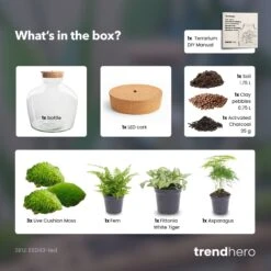 Fat Joe Green - Terrarium With Light - Bottle Garden DIY Kit - Ø 29 Cm ↑ 30 Cm -Plant Haven Home Fat Joe Green terrarium diy bottle garden 389e3388 df12 4e87 90b6 b359b35cd3c3