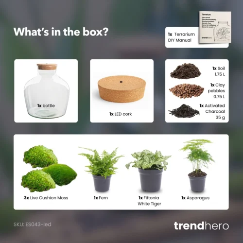 Fat Joe Green - Terrarium With Light - Bottle Garden DIY Kit - Ø 29 Cm ↑ 30 Cm -Plant Haven Home Fat Joe Green terrarium diy bottle garden 389e3388 df12 4e87 90b6 b359b35cd3c3