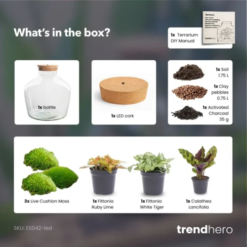 Fat Joe Red - Terrarium With Light - Bottle Garden DIY Kit - Ø 29 Cm ↑ 30 Cm -Plant Haven Home Fat Joe Red terrarium diy bottle garden 0238eeb5 2d99 4fbf 9e3f 218b29e7d385