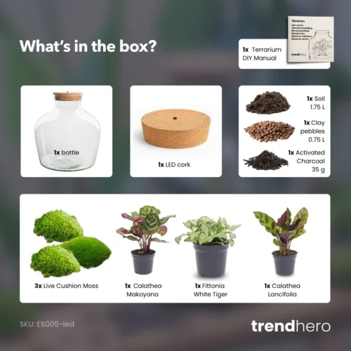 Fat Joe - Terrarium With Light - Bottle Garden DIY Kit - Ø 29 Cm ↑ 30 Cm -Plant Haven Home Fat Joe terrarium diy bottle garden 01af9374 da92 4e09 ad3c e6412acfc53f