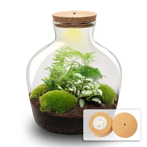 Fat Joe Green - Terrarium With Light - Bottle Garden DIY Kit - Ø 29 Cm ↑ 30 Cm