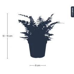 Fern - Athyrium Spicatum - Terrarium Plant -Plant Haven Home IMG 1933