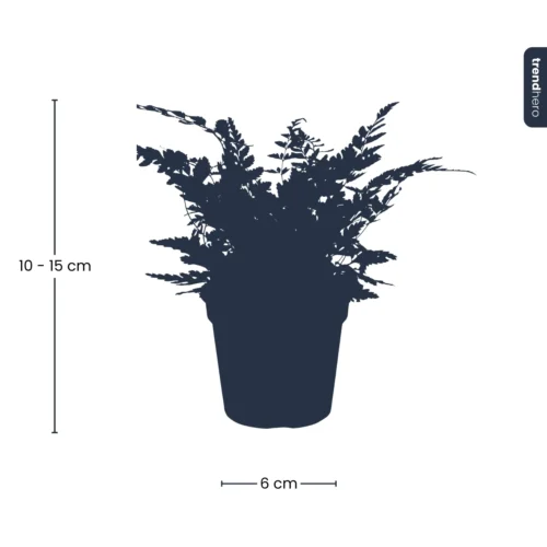 Fern - Athyrium Spicatum - Terrarium Plant -Plant Haven Home IMG 1933