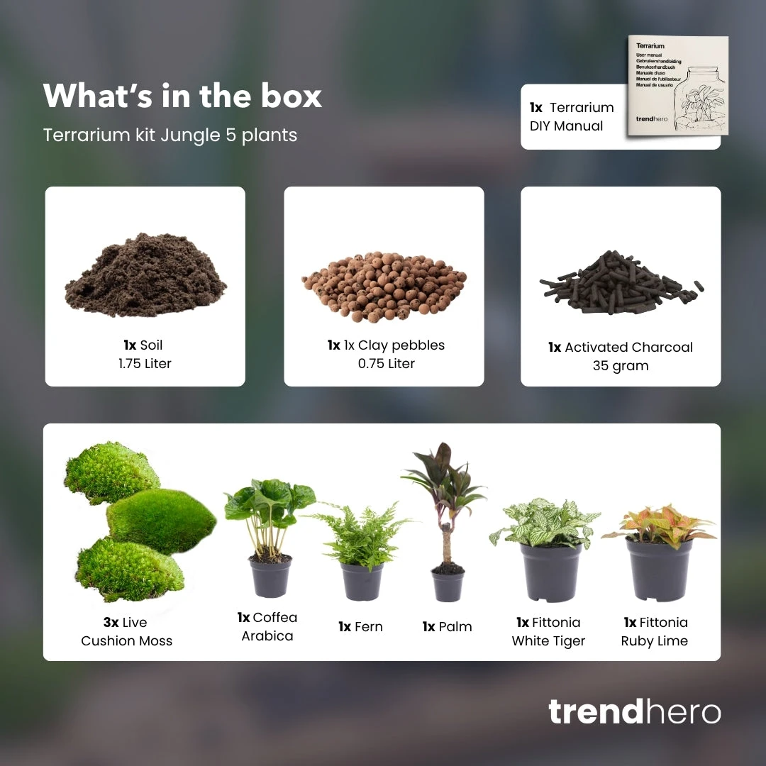 Jungle 5 - Plant Terrarium Refill & Starter Kit - 5 Terrarium Plants - DIY 2 Jungle 5 - Plant Terrarium Refill & Starter Kit - 5 Terrarium Plants - DIY - Image 2