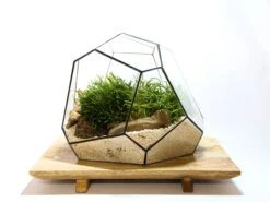 Geometric Terrarium - Torno - Vivarium - ↑ 28 X 26 X 24 Cm (LxWxH) - Glass 14 Geometric Terrarium - Torno - Vivarium - ↑ 28 X 26 X 24 Cm (LxWxH) - Glass -Plant Haven Home LUNARCAMPA 11