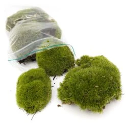 Live Cushion Moss - Premium Fresh Moss - Bun Moss - Pillow Moss - Leucobryum Glaucum -Plant Haven Home Leucobryum glaucum moss cushion ball bun 001