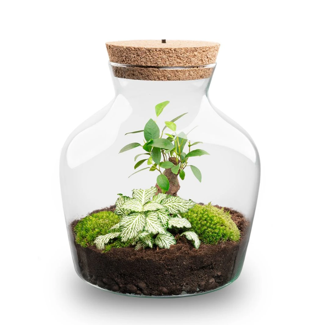 Little Joe - Terrarium With Light - Bottle Garden DIY Kit - Ø 20 Cm ↑ 22 Cm 4 Little Joe - Terrarium With Light - Bottle Garden DIY Kit - Ø 20 Cm ↑ 22 Cm - Image 4