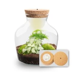Little Joe - Terrarium With Light - Bottle Garden DIY Kit - Ø 20 Cm ↑ 22 Cm 26 Little Joe - Terrarium With Light - Bottle Garden DIY Kit - Ø 20 Cm ↑ 22 Cm -Plant Haven Home Little joe met led verlichting terrarium fles 11