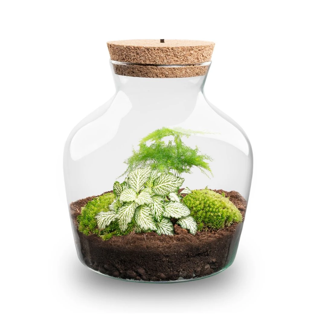 Little Joe - Terrarium With Light - Bottle Garden DIY Kit - Ø 20 Cm ↑ 22 Cm 5 Little Joe - Terrarium With Light - Bottle Garden DIY Kit - Ø 20 Cm ↑ 22 Cm - Image 5