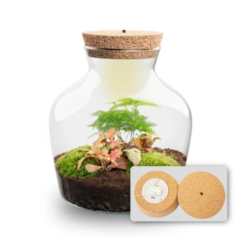 Little Joe - Terrarium With Light - Bottle Garden DIY Kit - Ø 20 Cm ↑ 22 Cm -Plant Haven Home Little joe met led verlichting terrarium fles 13