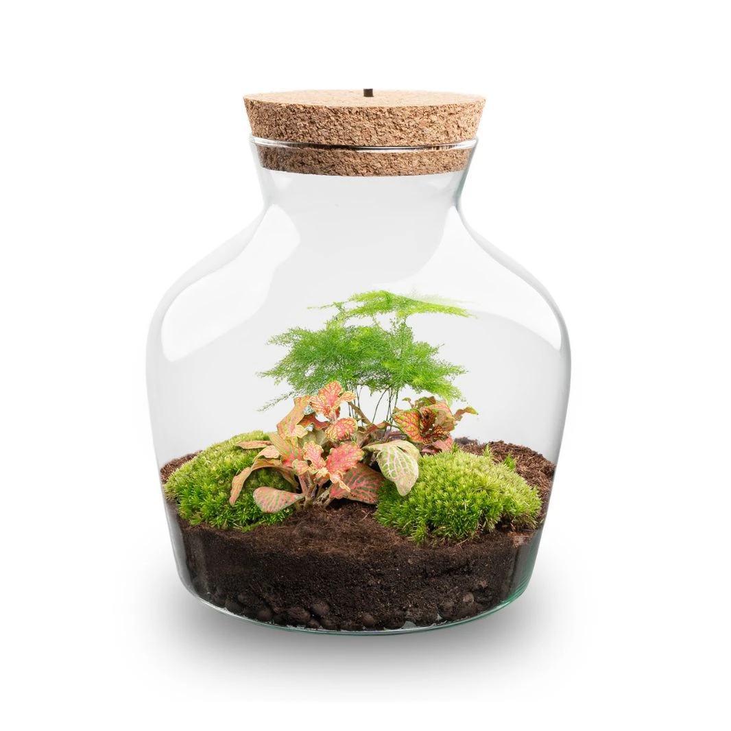 Little Joe - Terrarium With Light - Bottle Garden DIY Kit - Ø 20 Cm ↑ 22 Cm 8 Little Joe - Terrarium With Light - Bottle Garden DIY Kit - Ø 20 Cm ↑ 22 Cm - Image 8
