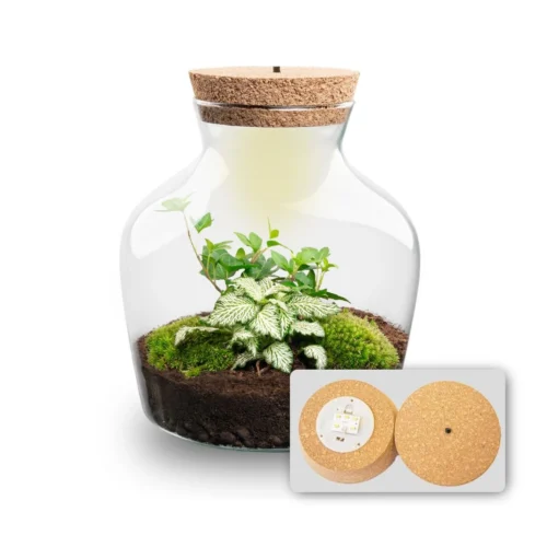 Little Joe - Terrarium With Light - Bottle Garden DIY Kit - Ø 20 Cm ↑ 22 Cm -Plant Haven Home Little joe met led verlichting terrarium fles 3