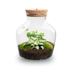 Little Joe - Terrarium With Light - Bottle Garden DIY Kit - Ø 20 Cm ↑ 22 Cm 18 Little Joe - Terrarium With Light - Bottle Garden DIY Kit - Ø 20 Cm ↑ 22 Cm -Plant Haven Home Little joe met led verlichting terrarium fles 4