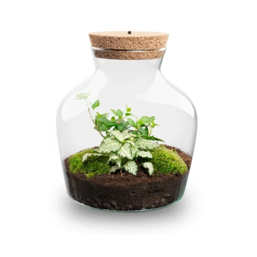 Little Joe - Terrarium With Light - Bottle Garden DIY Kit - Ø 20 Cm ↑ 22 Cm -Plant Haven Home Little joe met led verlichting terrarium fles 4