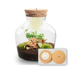 Little Joe - Terrarium With Light - Bottle Garden DIY Kit - Ø 20 Cm ↑ 22 Cm 29 Little Joe - Terrarium With Light - Bottle Garden DIY Kit - Ø 20 Cm ↑ 22 Cm -Plant Haven Home Little joe met led verlichting terrarium fles 5