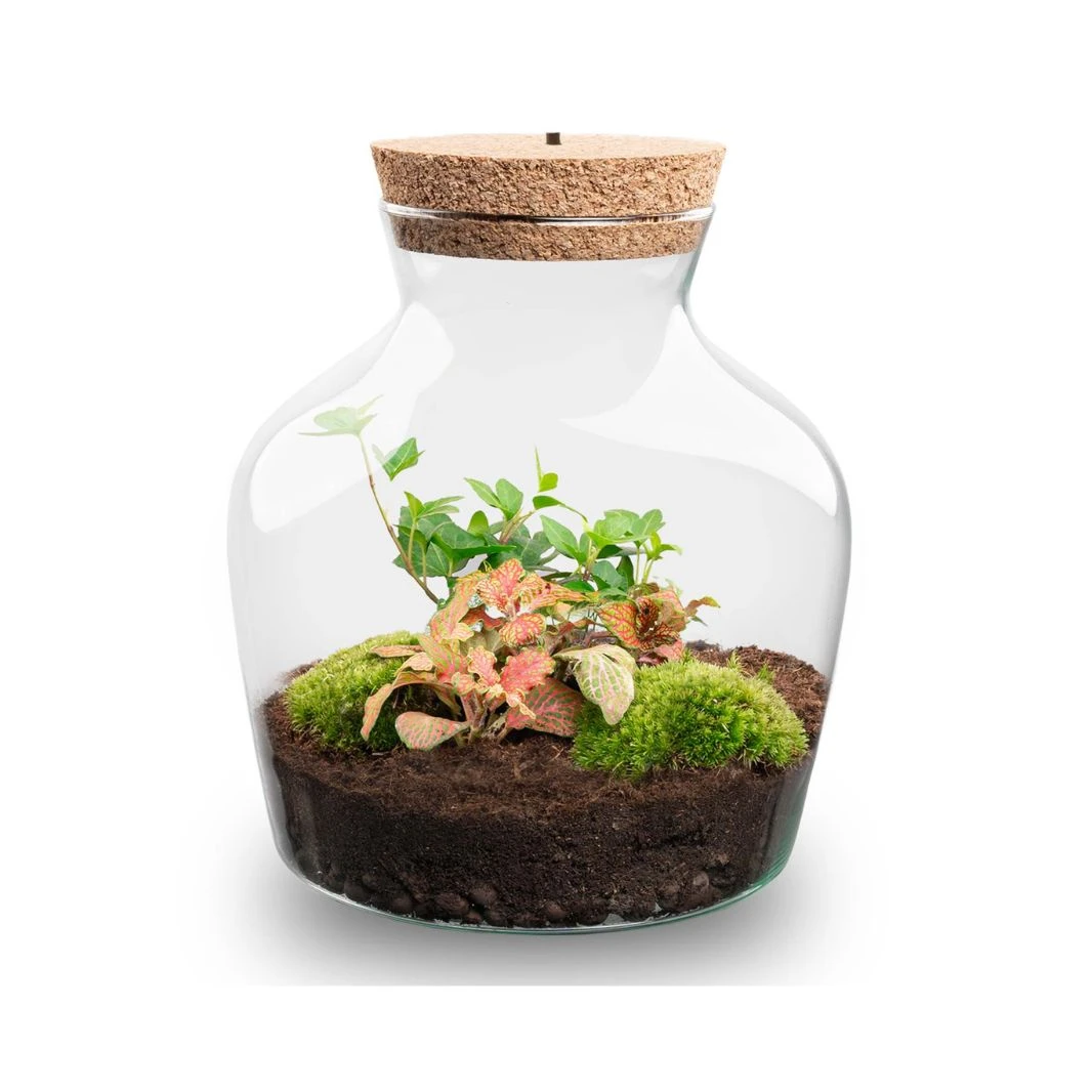Little Joe - Terrarium With Light - Bottle Garden DIY Kit - Ø 20 Cm ↑ 22 Cm 7 Little Joe - Terrarium With Light - Bottle Garden DIY Kit - Ø 20 Cm ↑ 22 Cm - Image 7