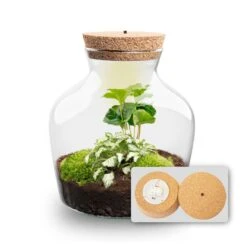 Little Joe - Terrarium With Light - Bottle Garden DIY Kit - Ø 20 Cm ↑ 22 Cm 30 Little Joe - Terrarium With Light - Bottle Garden DIY Kit - Ø 20 Cm ↑ 22 Cm -Plant Haven Home Little joe met led verlichting terrarium fles 7