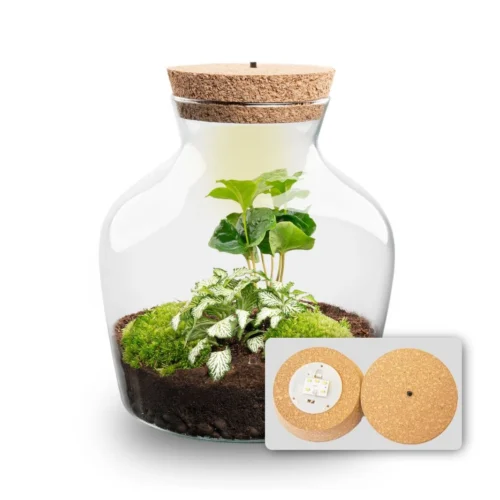 Little Joe - Terrarium With Light - Bottle Garden DIY Kit - Ø 20 Cm ↑ 22 Cm -Plant Haven Home Little joe met led verlichting terrarium fles 7