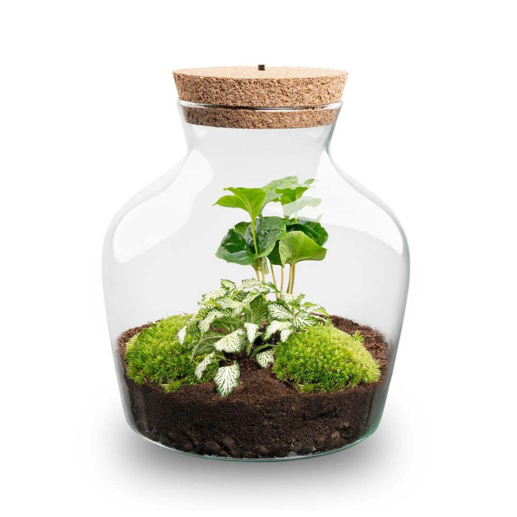 Little Joe - Terrarium With Light - Bottle Garden DIY Kit - Ø 20 Cm ↑ 22 Cm 6 Little Joe - Terrarium With Light - Bottle Garden DIY Kit - Ø 20 Cm ↑ 22 Cm - Image 6