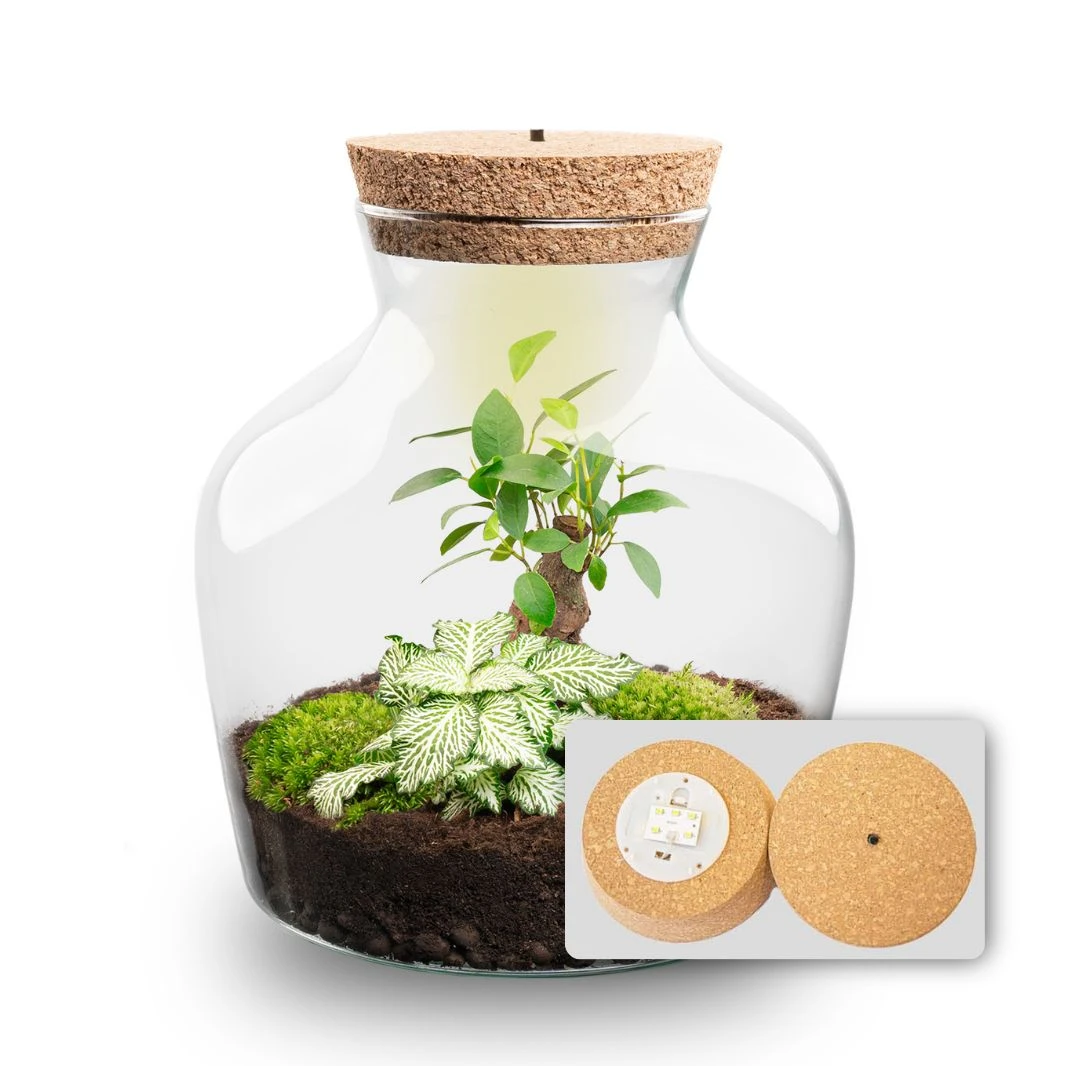 Little Joe - Terrarium With Light - Bottle Garden DIY Kit - Ø 20 Cm ↑ 22 Cm 16 Little Joe - Terrarium With Light - Bottle Garden DIY Kit - Ø 20 Cm ↑ 22 Cm - Image 16