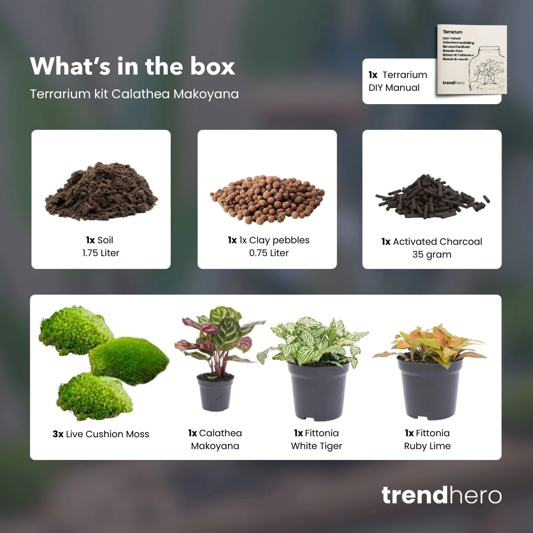 Calathea Makoyana - Plant Terrarium Refill & Starter Kit - 3 Terrarium Plants - DIY 2 Calathea Makoyana - Plant Terrarium Refill & Starter Kit - 3 Terrarium Plants - DIY - Image 2