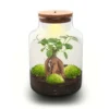 Milky Bonsai - Terrarium - Bottle Garden DIY Kit - Ø 21 Cm ↑ 30 Cm
