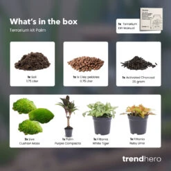 Palm - Plant Terrarium Refill & Starter Kit - 3 Terrarium Plants - DIY -Plant Haven Home Palm 3 terrarium plants refill kit trendhero